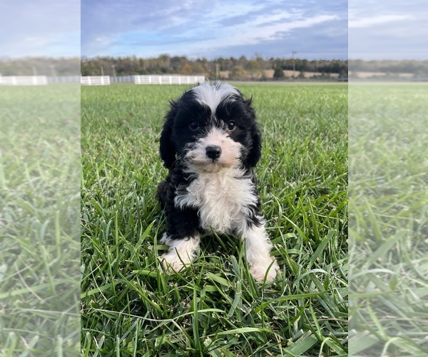 Medium Photo #1 Cavapoo Puppy For Sale in PEEBLES, OH, USA