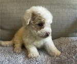 Puppy Puppy 2 Maltipoo