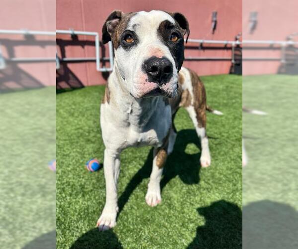 Medium Photo #1 Bull Terrier-Unknown Mix Puppy For Sale in San Francisco, CA, USA