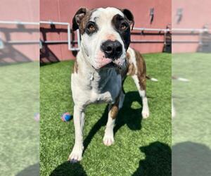 Bull Terrier-Unknown Mix Dogs for adoption in San Francisco, CA, USA