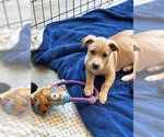 Small Photo #4 Labrador Retriever Puppy For Sale in Holly Springs, NC, USA