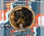 Small #2 Dachshund Mix