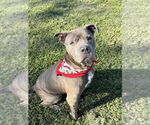 Small #6 Mutt