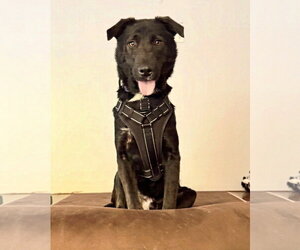 Ernie - Male Labrador Retriever-Unknown Mix Dog for Adoption - Photo #15