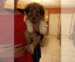 Puppy Puppy 8 Collie