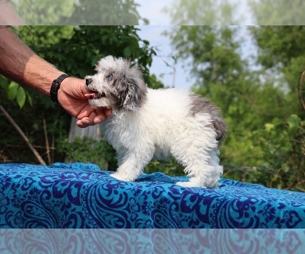 Medium Photo #4 Poodle (Toy) Puppy For Sale in DYERSBURG, TN, USA