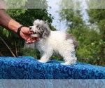 Small #3 Poodle (Toy)