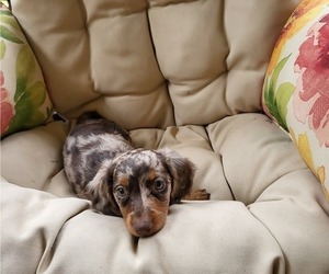 Dachshund Puppy for sale in MATTITUCK, NY, USA