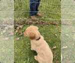 Small Photo #9 Golden Retriever Puppy For Sale in KNOXVILLE, TN, USA