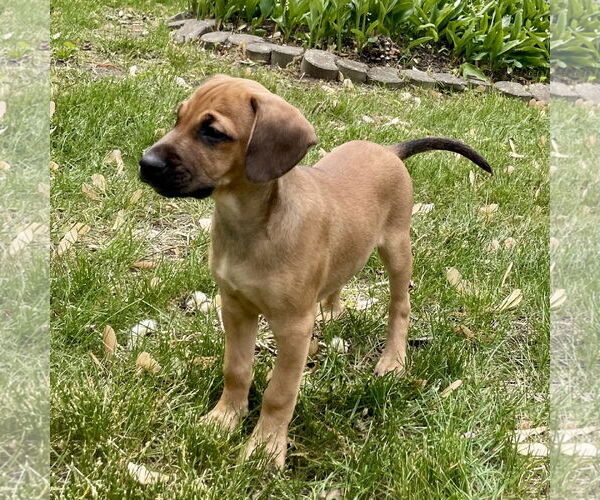 Medium Photo #5 Labrador Retriever-Unknown Mix Puppy For Sale in Plainfield, IL, USA