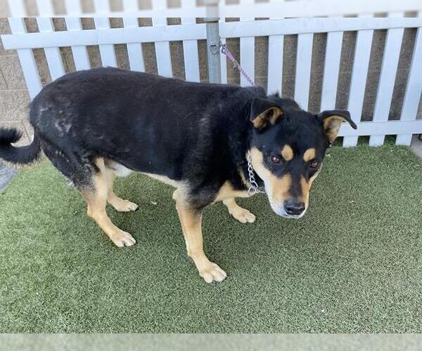 Medium Photo #1 Siberian Husky Puppy For Sale in Modesto, CA, USA