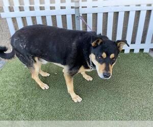 Siberian Husky Dogs for adoption in Modesto, CA, USA