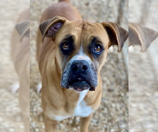 Medium Photo #1 Boxer Puppy For Sale in Austin, TX, USA