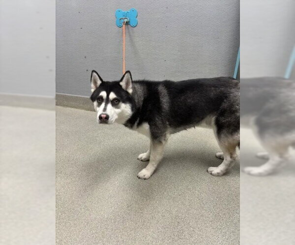 Medium Photo #1 Siberian Husky-Unknown Mix Puppy For Sale in Las Vegas, NV, USA
