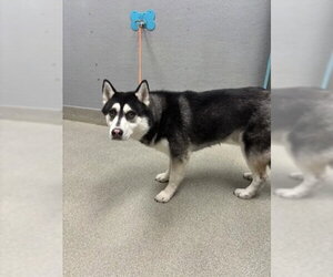 Siberian Husky-Unknown Mix Dogs for adoption in Las Vegas, NV, USA