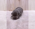 Small Labrador Retriever