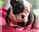 Small Photo #14 Bulldog Puppy For Sale in BRANDON, FL, USA