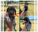 Puppy Female Purple German Shorthaired Pointer