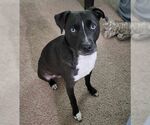 Small #1 American Pit Bull Terrier-Huskies  Mix