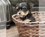 Small Photo #16 Yorkshire Terrier Puppy For Sale in NEWCASTLE, CA, USA