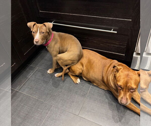Medium Photo #20 Mutt Puppy For Sale in Philadelphia, PA, USA