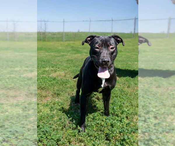 Medium Photo #5 Mutt Puppy For Sale in Abbeville, LA, USA