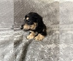 Small #20 Dachshund