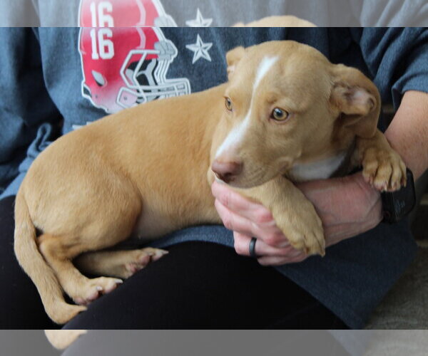 Medium Photo #3 Dachshund-Unknown Mix Puppy For Sale in Prattville, AL, USA