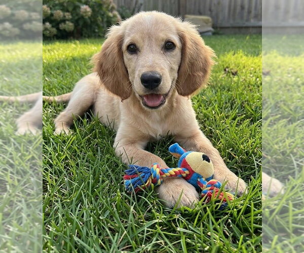 Medium Photo #2 Goldendoodle (Miniature) Puppy For Sale in Grovertown, IN, USA