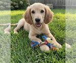 Small #1 Goldendoodle (Miniature)