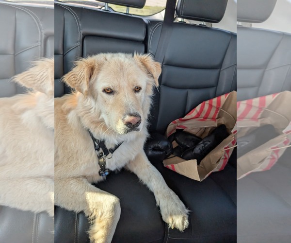 Medium Photo #3 Great Pyrenees-Unknown Mix Puppy For Sale in Minneapolis, MN, USA