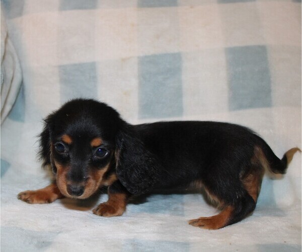 Medium Photo #6 Dachshund Puppy For Sale in BLMGTN, IN, USA