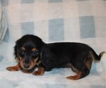 Small #5 Dachshund