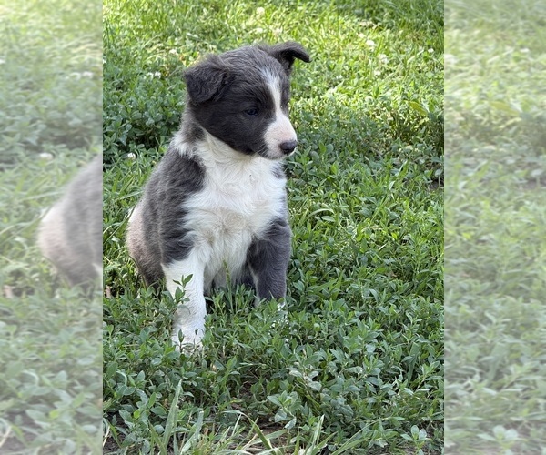 Medium Photo #10 Border Collie Puppy For Sale in BERRIEN SPRINGS, MI, USA