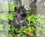Puppy Orange German Shepherd Dog