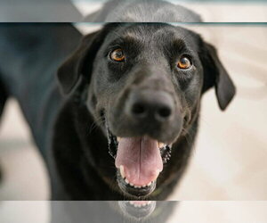 Labrador Retriever-Unknown Mix Dogs for adoption in Fort Worth, TX, USA