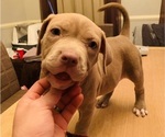 Small Photo #5 American Pit Bull Terrier Puppy For Sale in NORFOLK, VA, USA