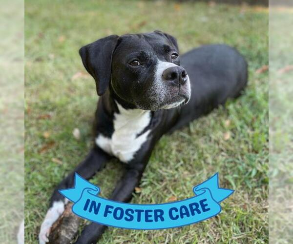 Medium Photo #4 American Staffordshire Terrier Puppy For Sale in Tallahassee, FL, USA