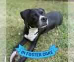 Small #3 American Staffordshire Terrier