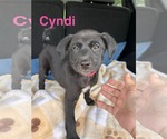 Small #2 Labrador Retriever Mix