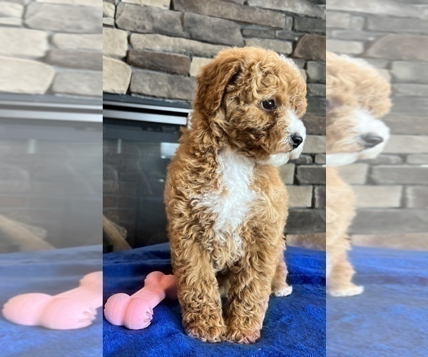 Medium Photo #8 Goldendoodle (Miniature) Puppy For Sale in NOBLESVILLE, IN, USA