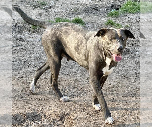 Medium Photo #2 Labrador Retriever-Unknown Mix Puppy For Sale in The Woodlands, TX, USA