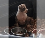 Small Photo #1 American Bully Puppy For Sale in WEST YORK, PA, USA