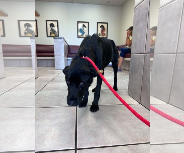 Medium Photo #1 Labrador Retriever-Unknown Mix Puppy For Sale in San Diego, CA, USA