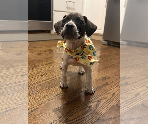 Medium Photo #4 Boston Terrier-Unknown Mix Puppy For Sale in Plainfield, IL, USA