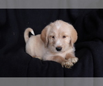 Small Photo #2 Labradoodle Puppy For Sale in SHILOH, OH, USA