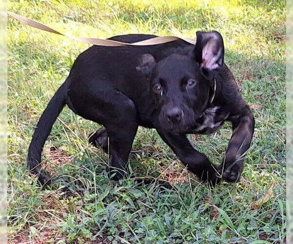 Medium Photo #3 Labrador Retriever-Unknown Mix Puppy For Sale in Wetumpka, AL, USA