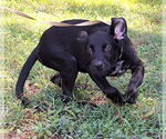 Small #2 Labrador Retriever Mix