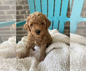Goldendoodle-Poodle (Toy) Mix Puppy for sale in PILOT POINT, TX, USA