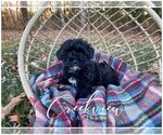 Small Photo #5 Schnoodle (Miniature) Puppy For Sale in NIANGUA, MO, USA
